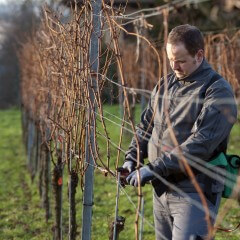 Young Vintner pruning wine grapes with an electrical pruner